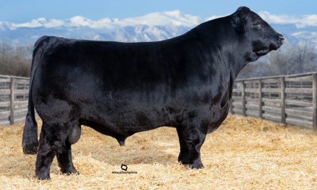 Limousin Semen For Sale:  SB10-4201