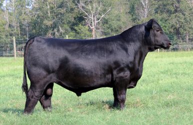 Angus Semen For Sale:  SB10-4187