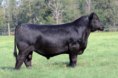 Angus Semen For Sale:  SB10-4187