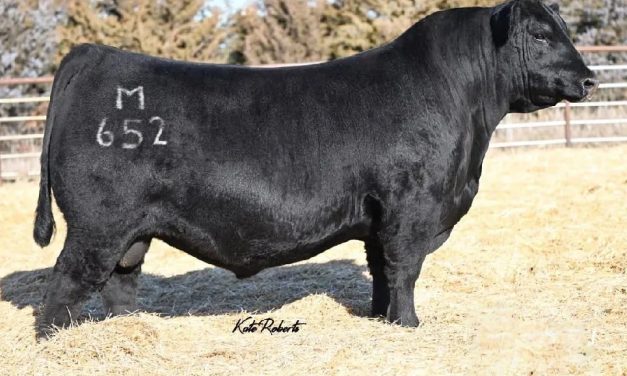 Angus Semen For Sale:  SB10-4213