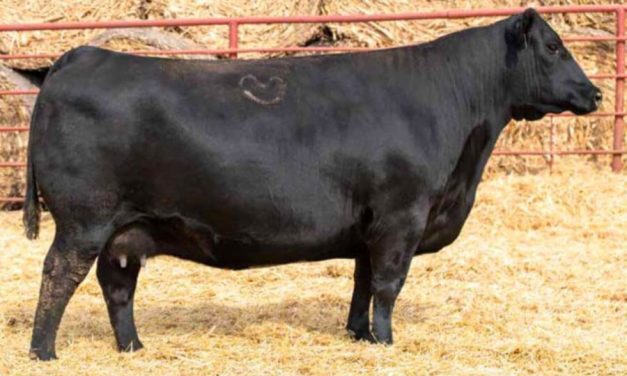 Angus Embryos For Sale:  SB10-4225