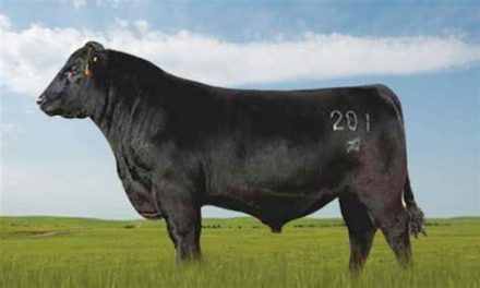 Angus Semen For Sale:  SB10-4179
