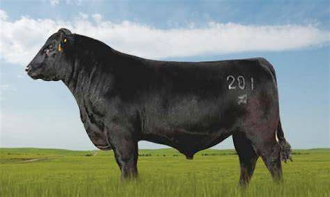 Angus Semen For Sale:  SB10-4179