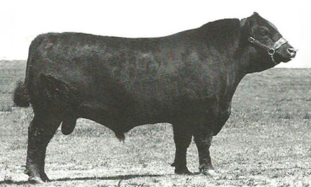 Angus Semen For Sale:  SB10-4223