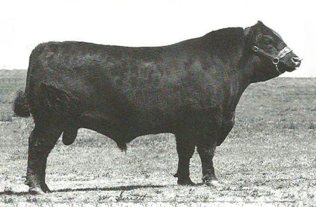 Rito Excel 809