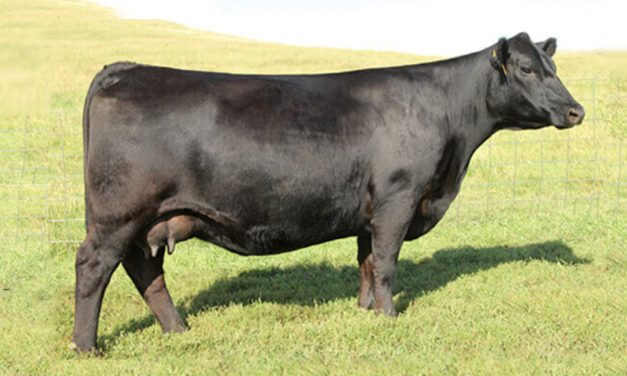 Angus Embryos For Sale:  SB10-3527