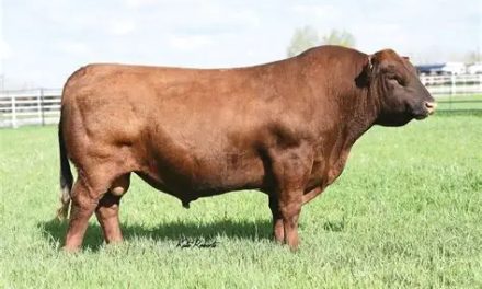 Red Angus Semen For Sale:  SB10-4206