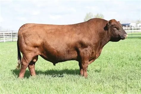 Red Angus Semen For Sale:  SB10-4206