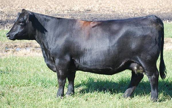 Simmental Embryos For Sale:  SB10-4219