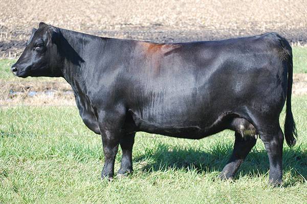 Zeis Miss Zel Y491