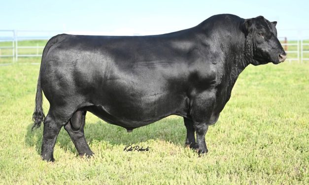 Angus Semen For Sale:  SB10-2776