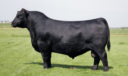 Angus Semen For Sale:  SB10-4211