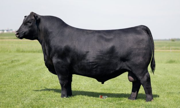 Angus Semen For Sale:  SB10-4211