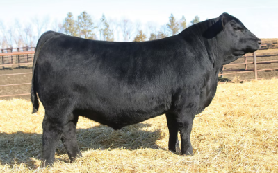 Angus Semen For Sale:  SB10-4222