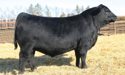 Angus Semen For Sale:  SB10-4222