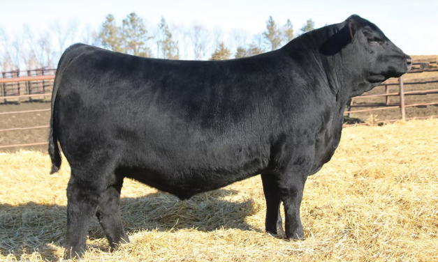 Angus Semen For Sale:  SB10-4222