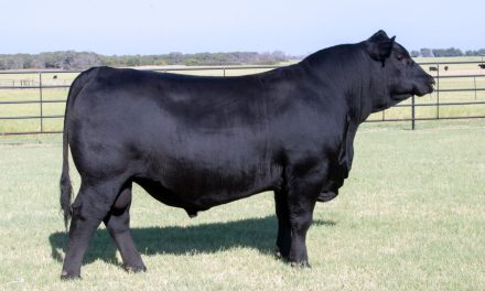 Angus Semen For Sale:  SB10-4475