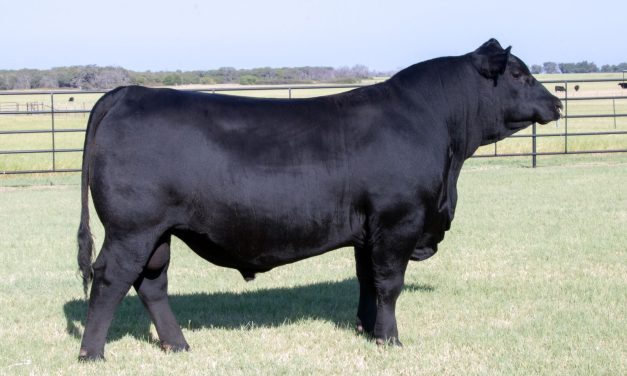 Angus Semen For Sale:  SB10-4196
