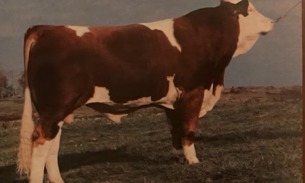 Simmental Embryos For Sale:  SB10-4256