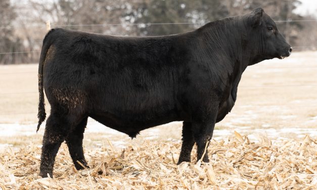 Angus Embryos For Sale:  SB10-4242
