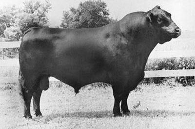 Angus Semen Wanted:  SB10-4250
