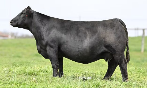 Simm Angus Embryos For Sale:  SB10-4284