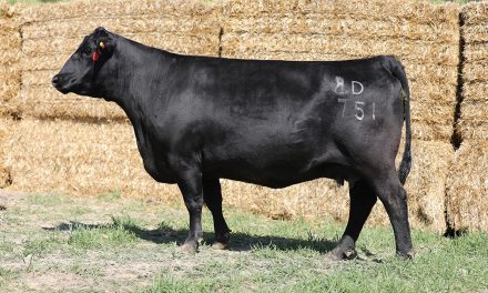 Angus Embryos For Sale:  SB10-4287