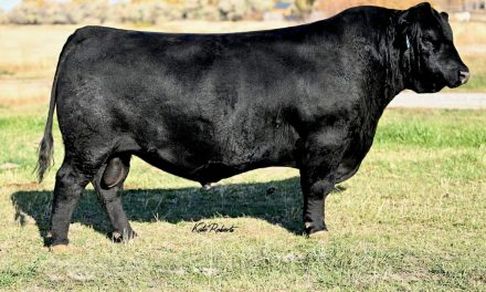 Angus Semen For Sale: SB10-4253
