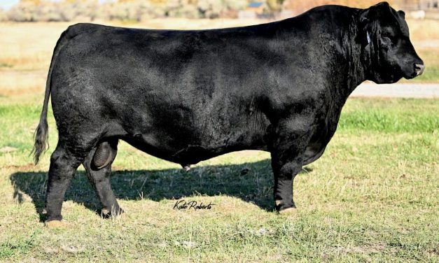 Angus Semen For Sale: SB10-4253