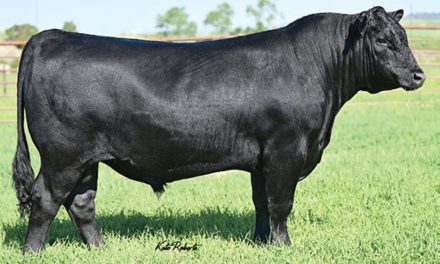 Angus Semen For Sale:  SB10-4289