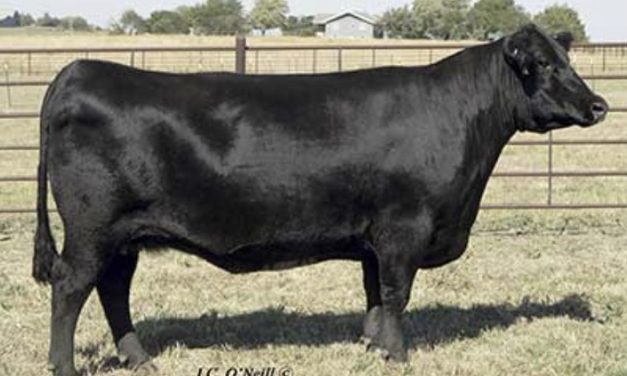 Angus Embryos For Sale:  SB10-4277