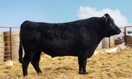 Wagyu Semen For Sale:  SB10-4231