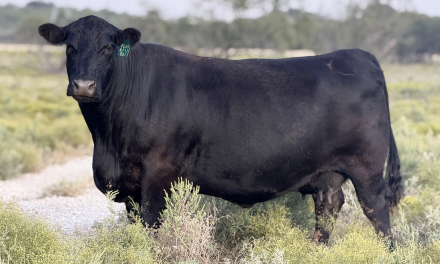 Angus Embryos For Sale:  SB10-4264