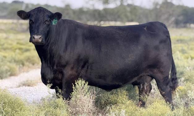 Angus Embryos For Sale:  SB10-4264