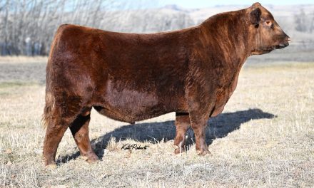 Red Angus Semen For Sale:  SB10-4272