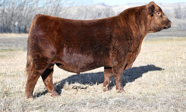 Red Angus Semen For Sale:  SB10-4272