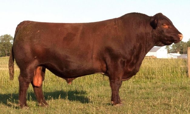 Shorthorn Semen For Sale:  SB10-4294