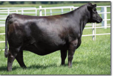 Angus Embryos For Sale:  SB10-4296
