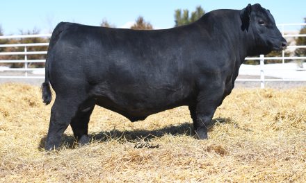 Angus Semen For Sale:  SB10-4279
