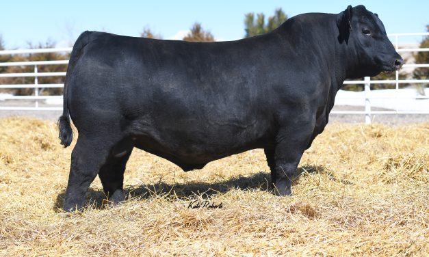 Angus Semen For Sale:  SB10-4279