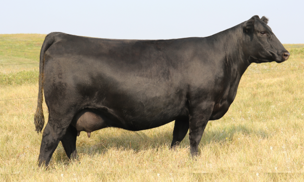 Angus Embryos For Sale:  SB10-4374