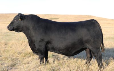Angus Semen For Sale:  SB10-4016
