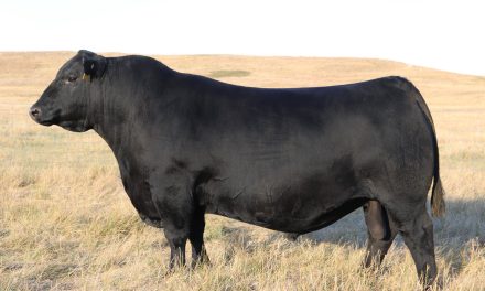 Angus Certificates For Sale:  SB10-4377