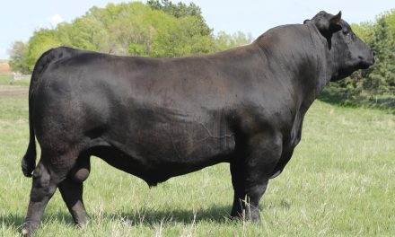 Angus Semen Wanted:  SB10-4265