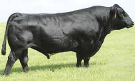 Simmental Semen For Sale:  SB10-4233