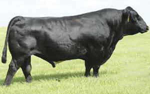 Simmental Semen For Sale:  SB10-4233
