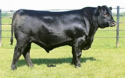 Angus Semen For Sale: SB10-4258