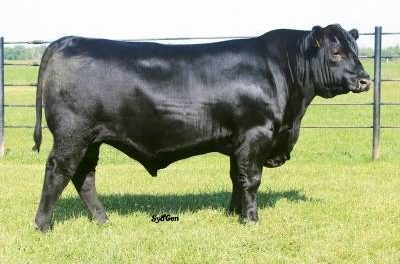 Angus Semen For Sale:  SB10-4258