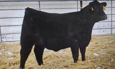 Angus Embryos For Sale:  SB10-4270
