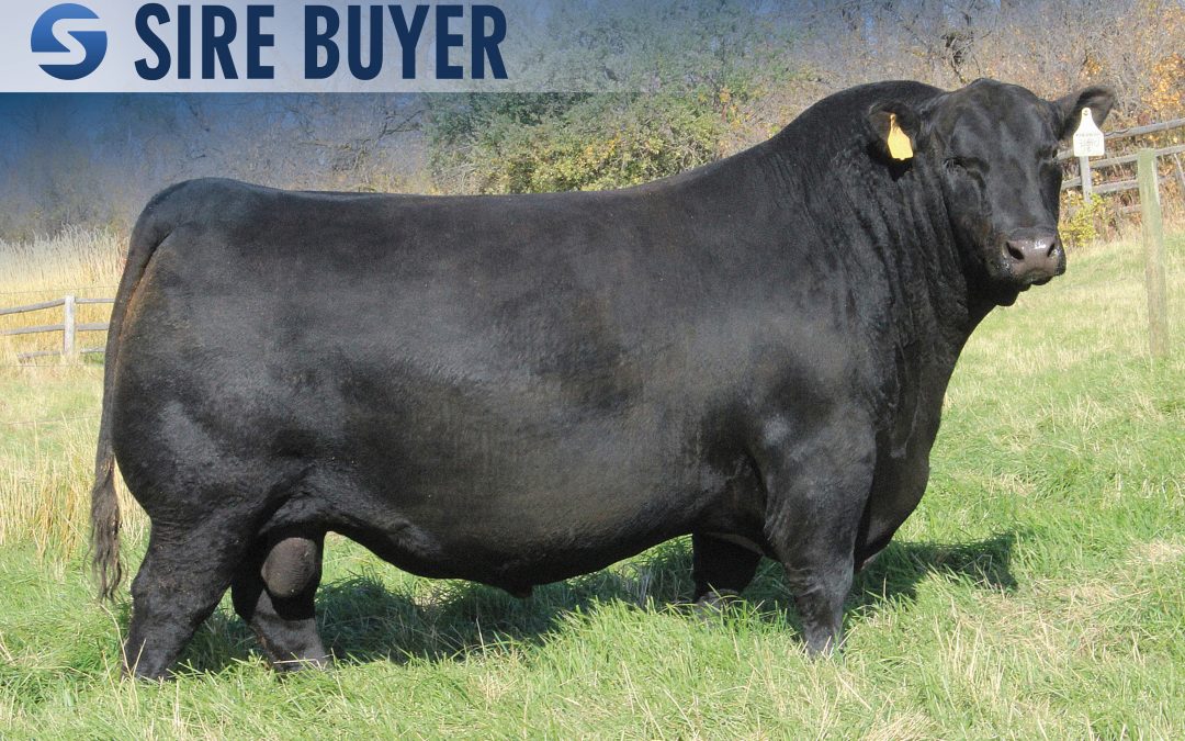 Angus Semen For Sale:  SB10-4514